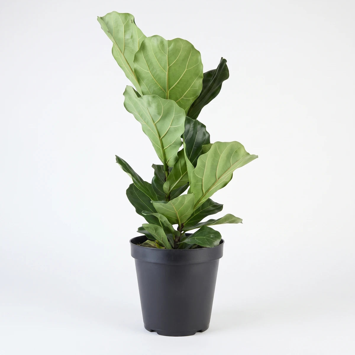 A vibrant Ficus Bushy Lyrata houseplant, 30cm tall, in a simple black pot, photographed against a clean white background.