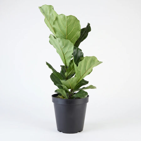 A vibrant Ficus Bushy Lyrata houseplant, 30cm tall, in a simple black pot, photographed against a clean white background.
