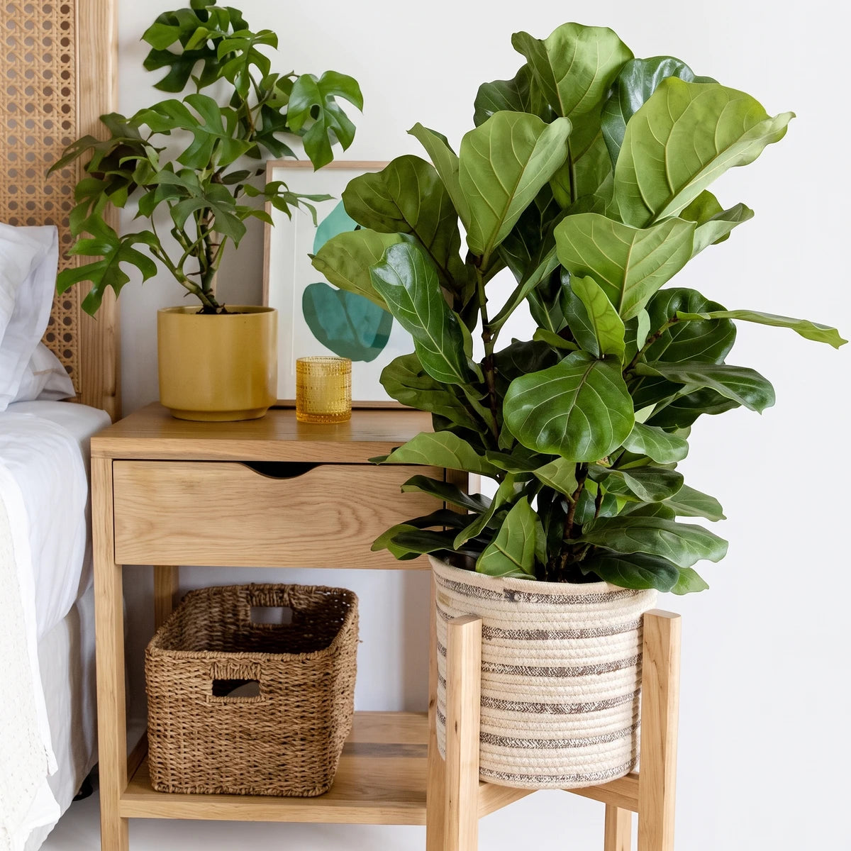 A Ficus Bushy Lyrata plant with large green leaves, potted in a woven basket, positioned next to a wooden nightstand.