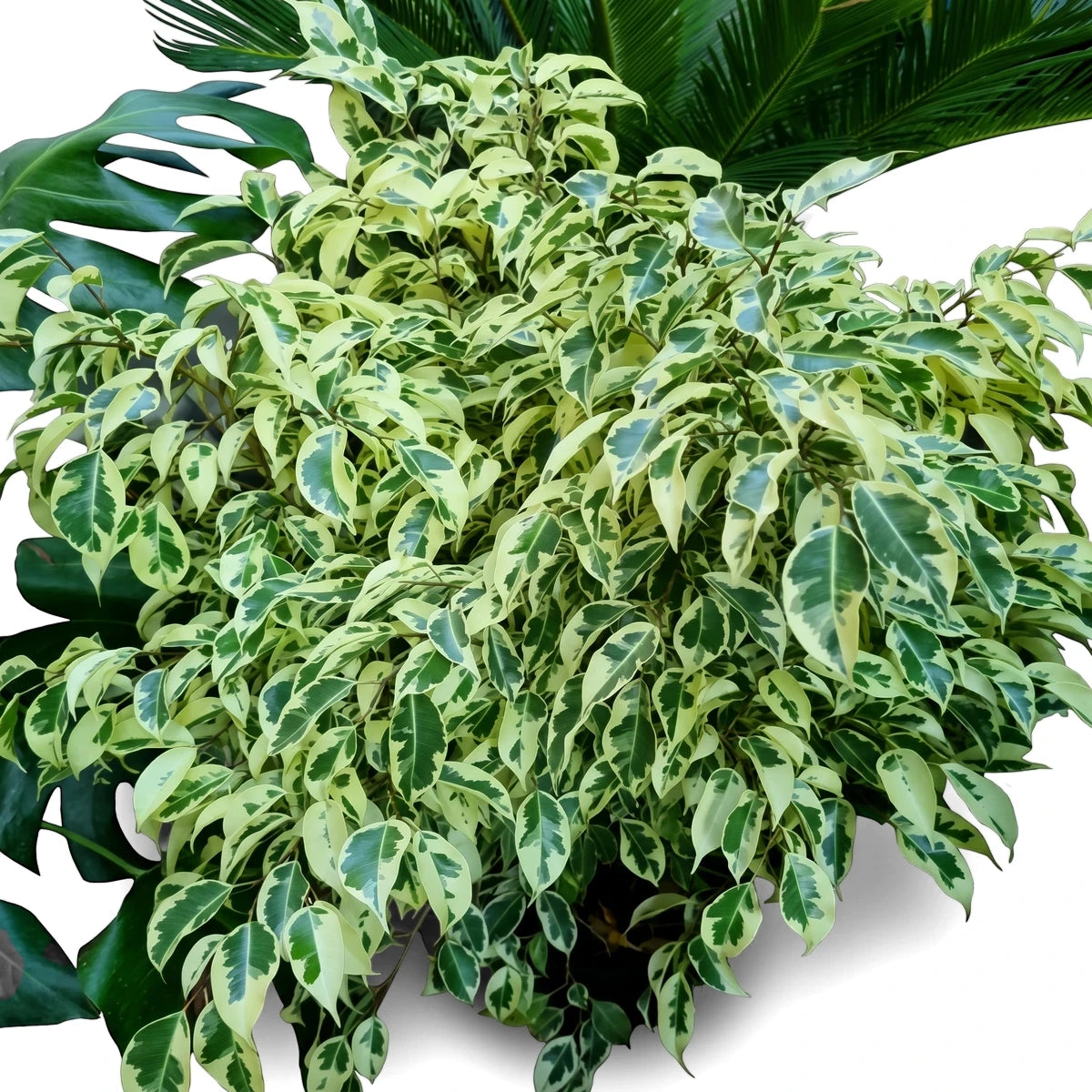 Ficus Bushy Profit houseplant with vibrant variegated green and cream foliage, photographed from above.