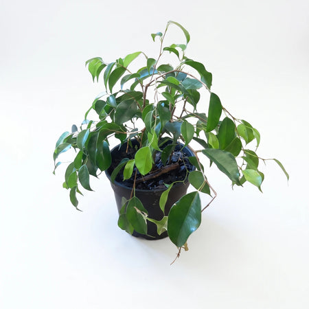 Ficus Bushy Profit plant with vibrant green leaves in a black pot, ready to enhance any indoor space with natural beauty.