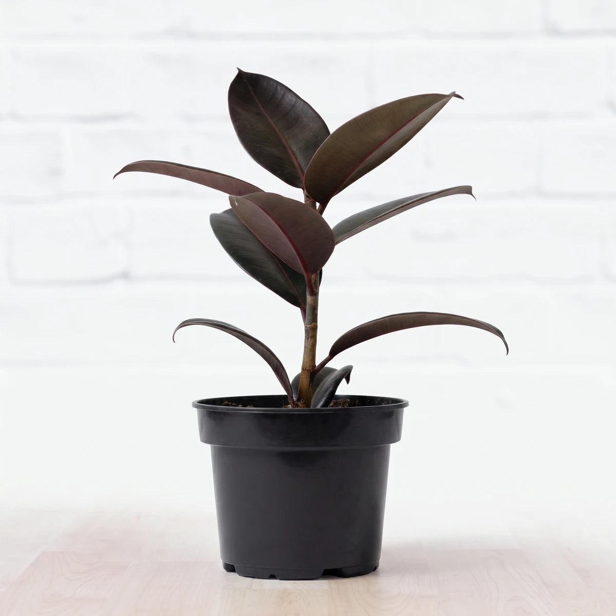 Ficus Elastica Abidjan Rubber Plant with dark, glossy leaves in a black pot, suitable for indoor decor.