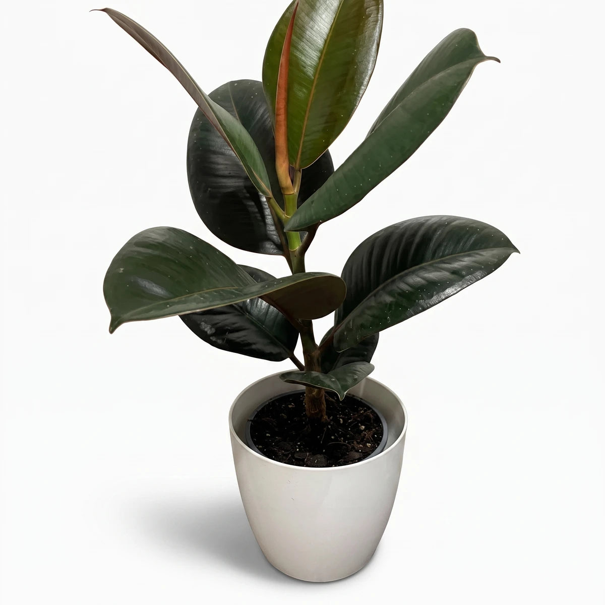 Ficus Elastica Abidjan Rubber Plant (19cm) with dark green, glossy leaves and reddish stems in a white ceramic pot.