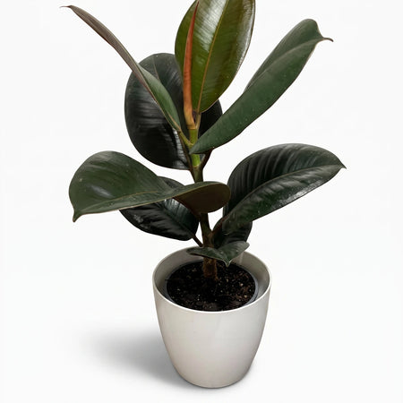 Ficus Elastica Abidjan Rubber Plant (19cm) with dark green, glossy leaves and reddish stems in a white ceramic pot.