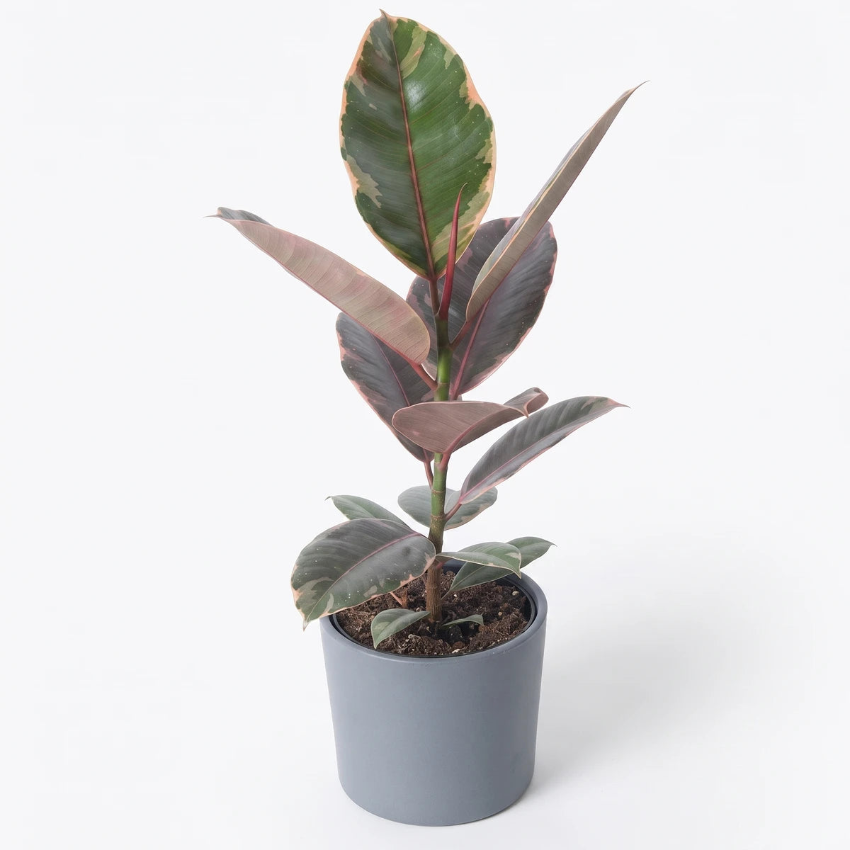 Ficus Elastica Belize Rubber Plant with striking variegated green, pink, and red leaves, presented in a simple gray pot.