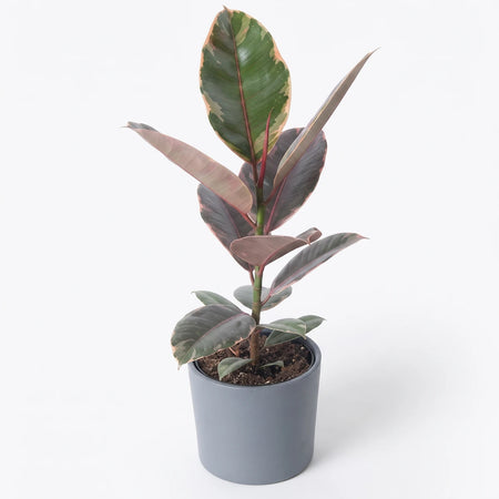 Ficus Elastica Belize Rubber Plant with striking variegated green, pink, and red leaves, presented in a simple gray pot.