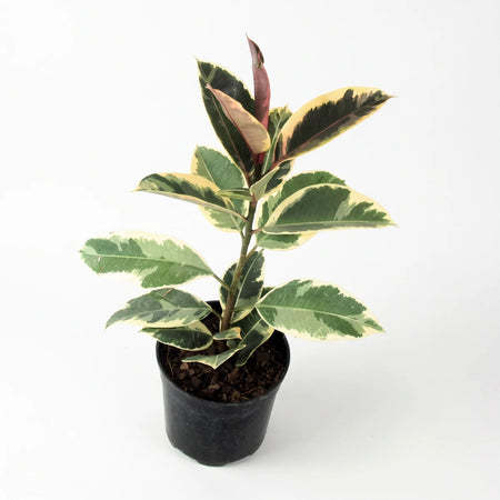 Potted Ficus Elastica Belize plant with variegated green, cream, and pink leaves, ideal for indoor display.