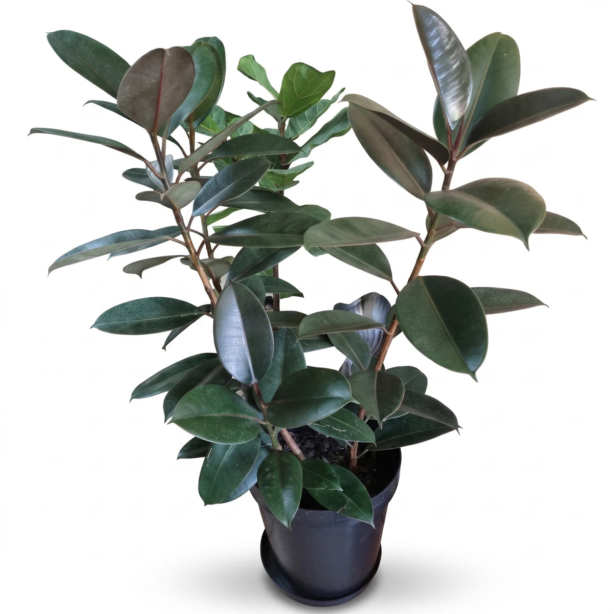 A dark green Ficus Elastica Robusta plant in a black pot, suitable as an indoor houseplant, shown standing on a tiled floor.