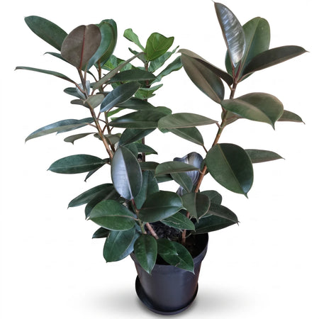 A dark green Ficus Elastica Robusta plant in a black pot, suitable as an indoor houseplant, shown standing on a tiled floor.