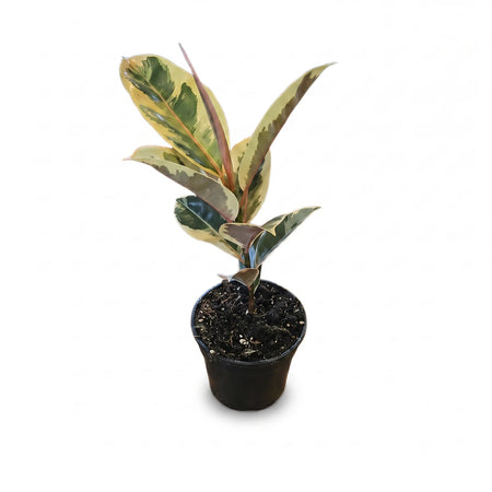 Ficus Elastica Robusta Rubber Plant in a black pot, featuring variegated green, yellow, and cream leaves. A popular indoor