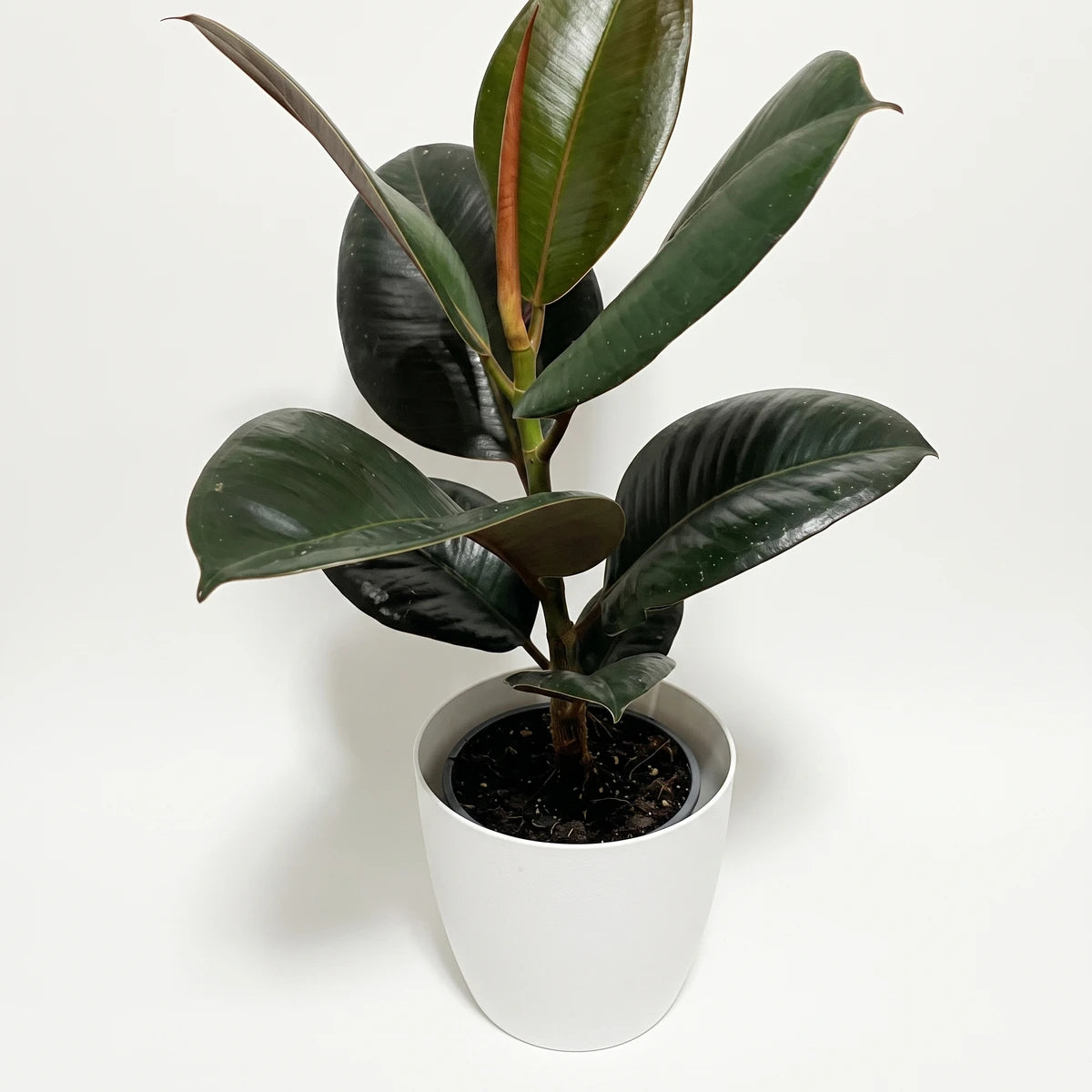 Ficus Elastica Robusta Rubber Plant with dark green leaves in a white pot, viewed from the front.