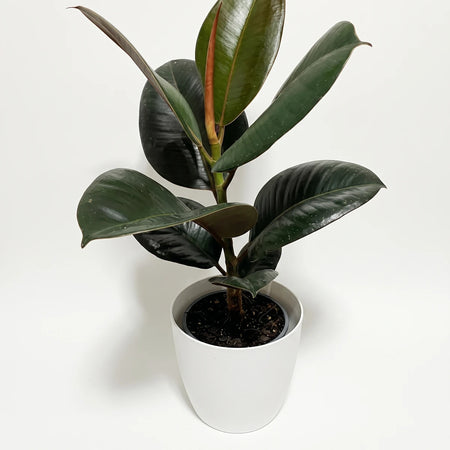 Ficus Elastica Robusta Rubber Plant with dark green leaves in a white pot, viewed from the front.