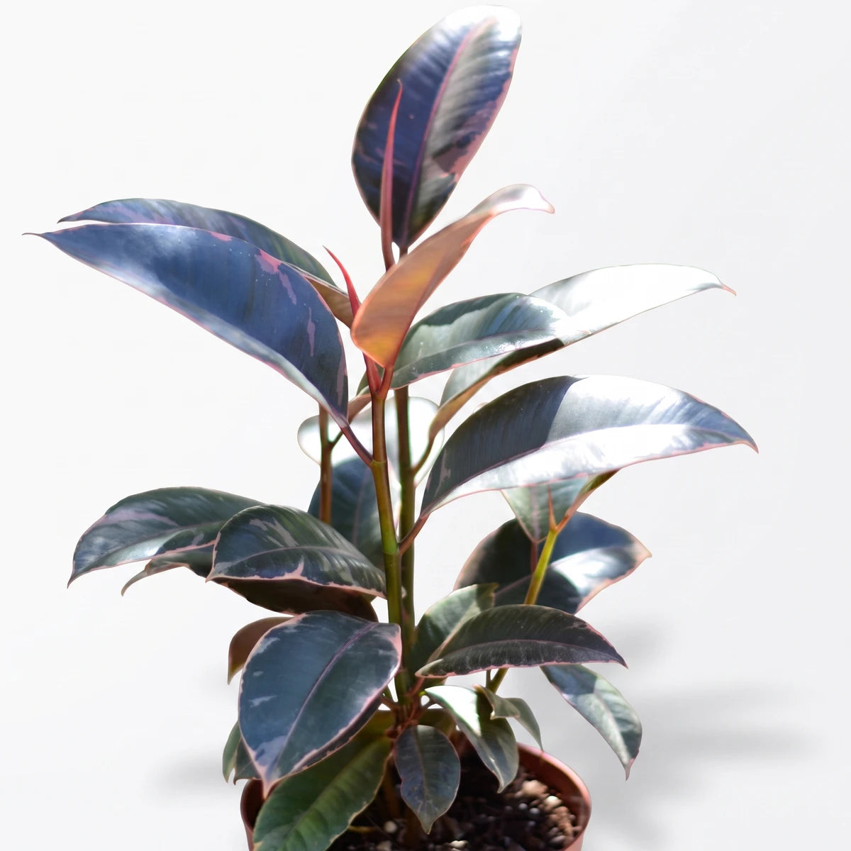 A potted Ficus Elastica Ruby plant with dark green leaves featuring pink and red variegation in a small terracotta pot.