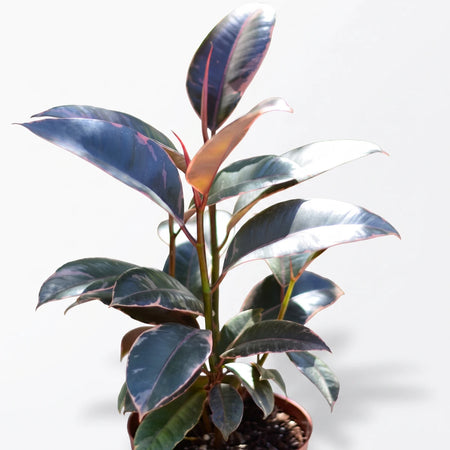 A potted Ficus Elastica Ruby plant with dark green leaves featuring pink and red variegation in a small terracotta pot.