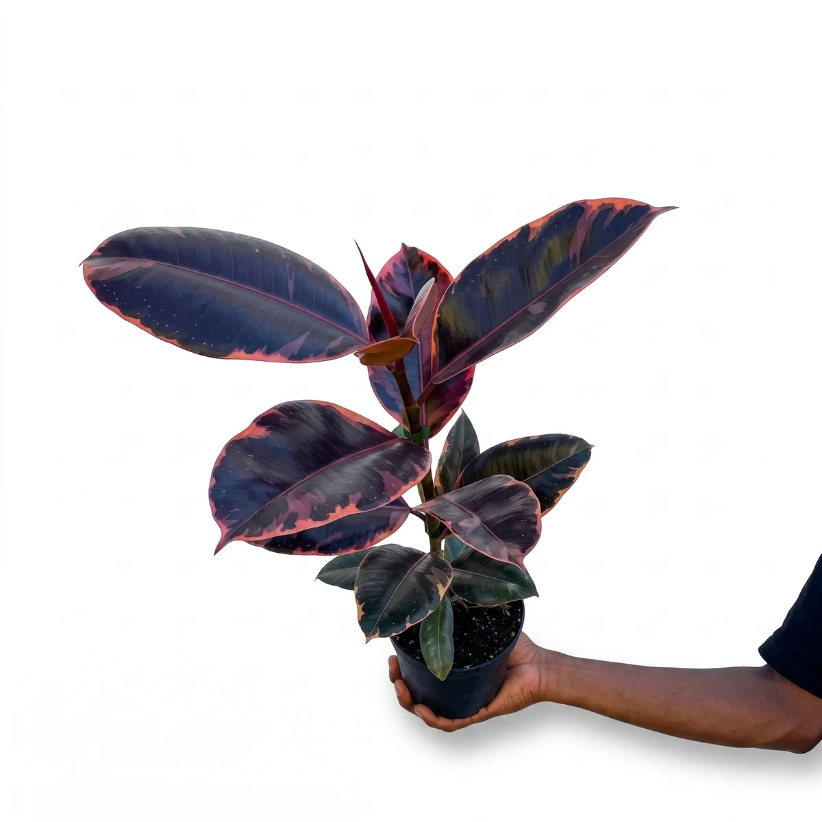 Ficus Elastica Ruby Rubber Plant with dark green leaves and vibrant pink-red edges, presented in a black pot.