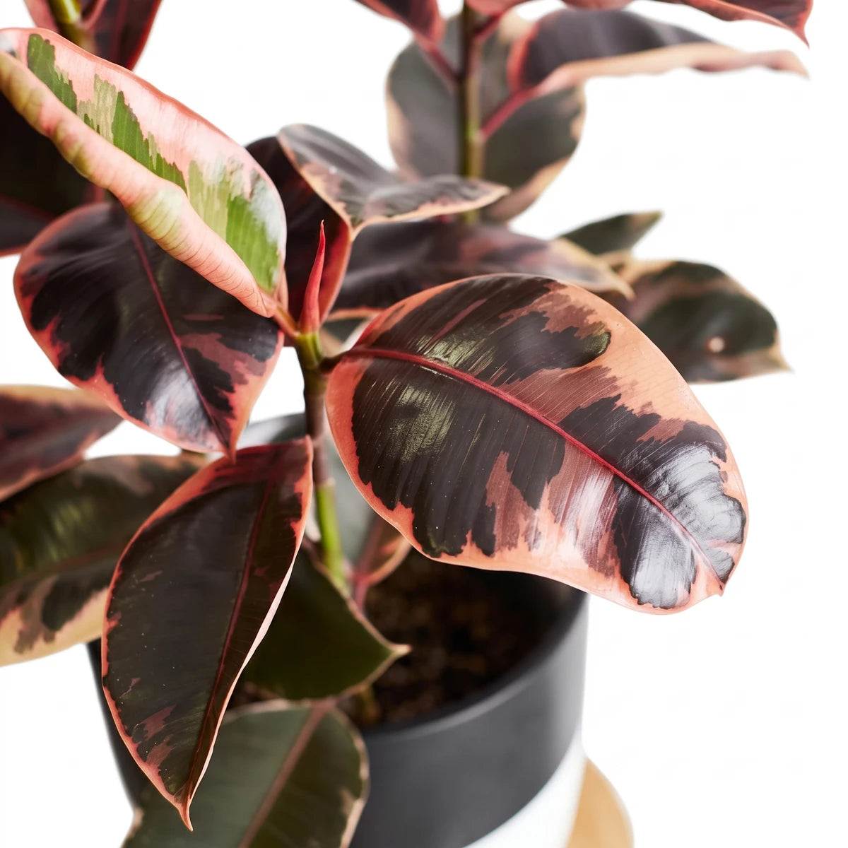 Close-up of a Ficus Elastica Ruby plant with variegated pink, green, and dark red leaves, shown in a pot.
