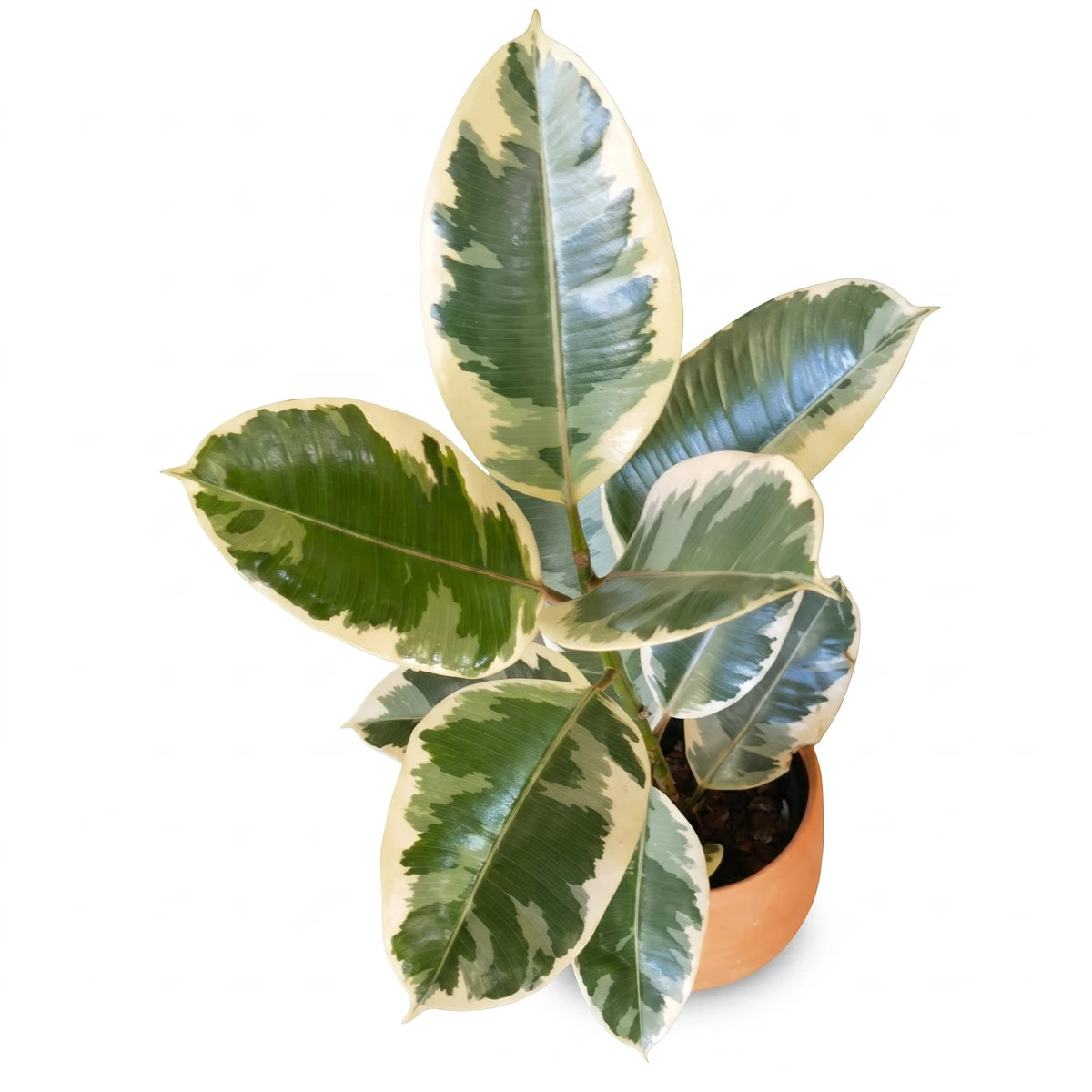 Ficus Elastica Tineke plant with variegated green and cream leaves in a terracotta pot, viewed from above.