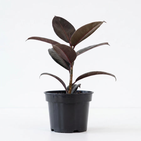 A small Ficus Elastica Tineke Rubber Plant with dark green and burgundy leaves in a black pot, suitable for indoor display.