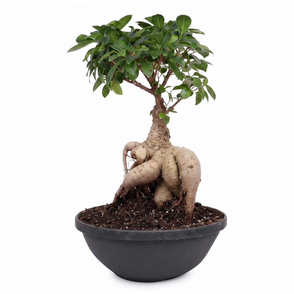 Close-up of a Ficus Ginseng Bonsai plant with lush green leaves and gnarled roots, planted in a dark grey solar bowl.