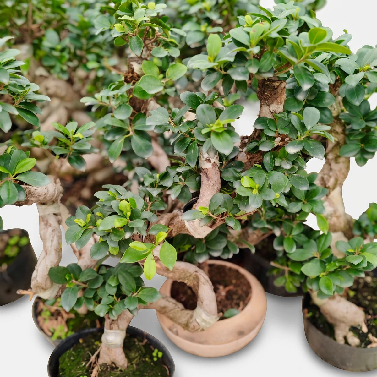 Close-up of multiple potted Ficus Ginseng Bonsai plants with vibrant green leaves and gnarled, exposed roots and trunks.