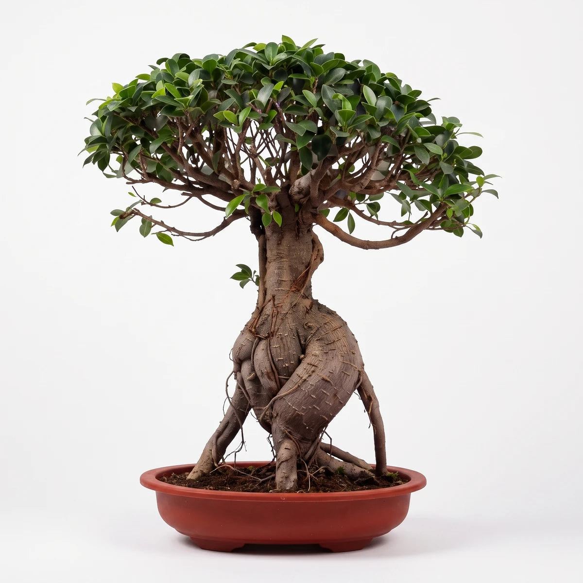 A Ficus Ginseng bonsai tree, 7.5kg, in a red plastic oval bowl. Features lush green leaves and unique exposed roots.