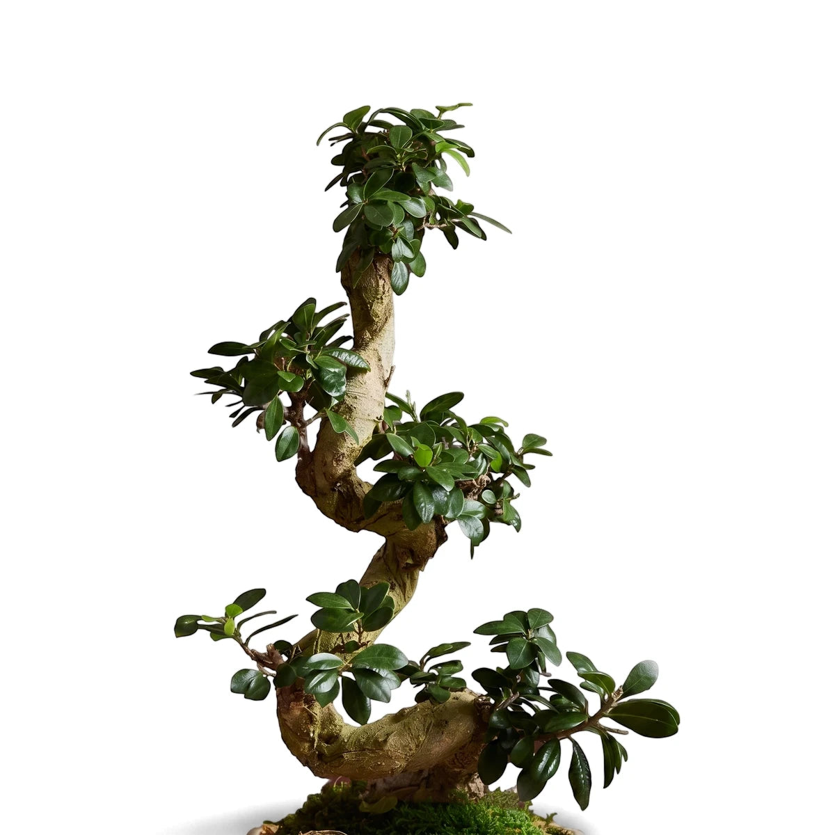 Ficus Ginseng S-Type Bonsai tree with dark green leaves and a gnarled, S-shaped trunk, displayed upright.