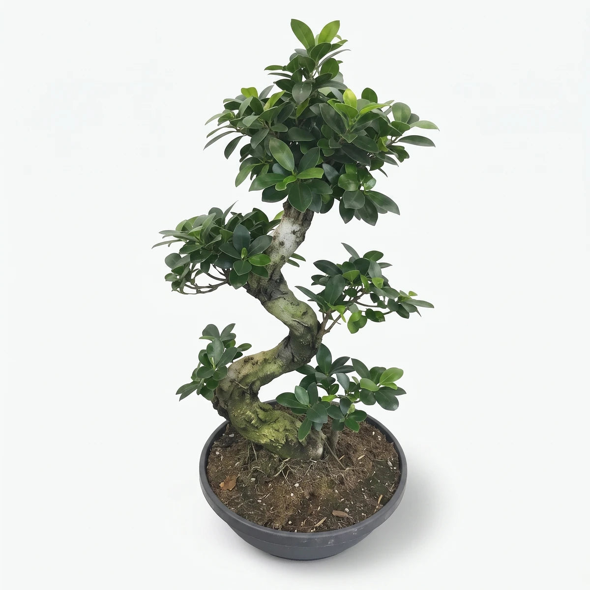 A Ficus Ginseng S-Type Bonsai tree, 50-60cm tall, with a gnarled S-shaped trunk and lush green leaves, planted in a dark