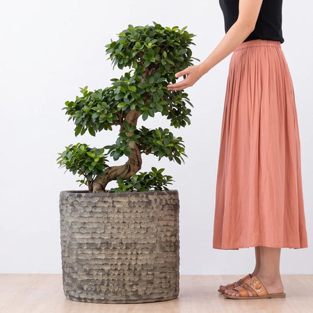 A large 140cm Ficus Ginseng S-Type Bonsai tree featuring lush green leaves, a gnarled trunk, and a textured hexagonal pot.