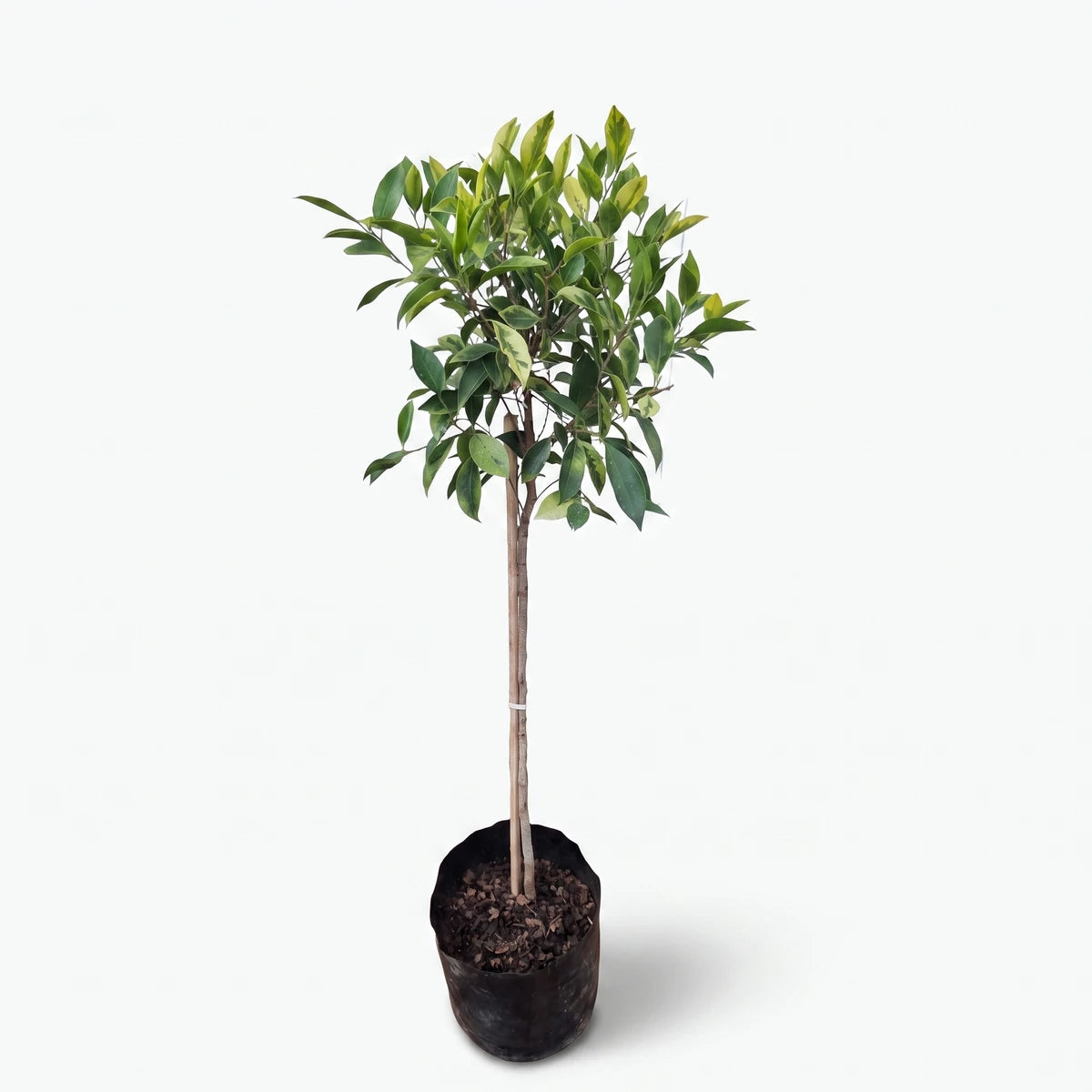 A vibrant Ficus Golden Nitida plant, showcasing its green and golden variegated leaves, housed in a black nursery pot on a