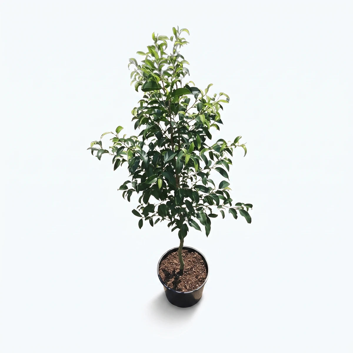 A Ficus Lollipop Rijsenhout Standard (12cm) plant with vibrant green leaves in a black pot, ready for indoor display.