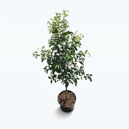 A Ficus Lollipop Rijsenhout Standard (12cm) plant with vibrant green leaves in a black pot, ready for indoor display.
