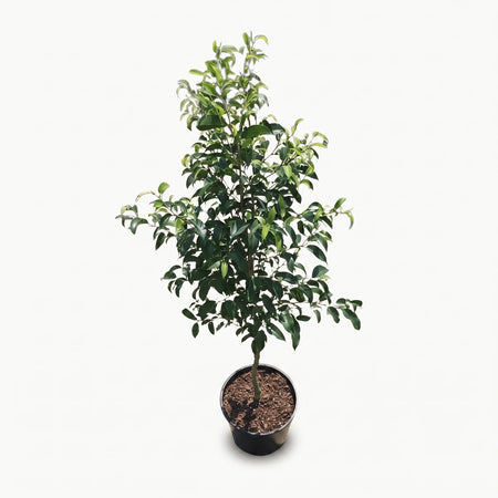 Ficus Lollipop Rijsenhout Standard (14cm) plant in a black pot with green leaves, photographed vertically against a white