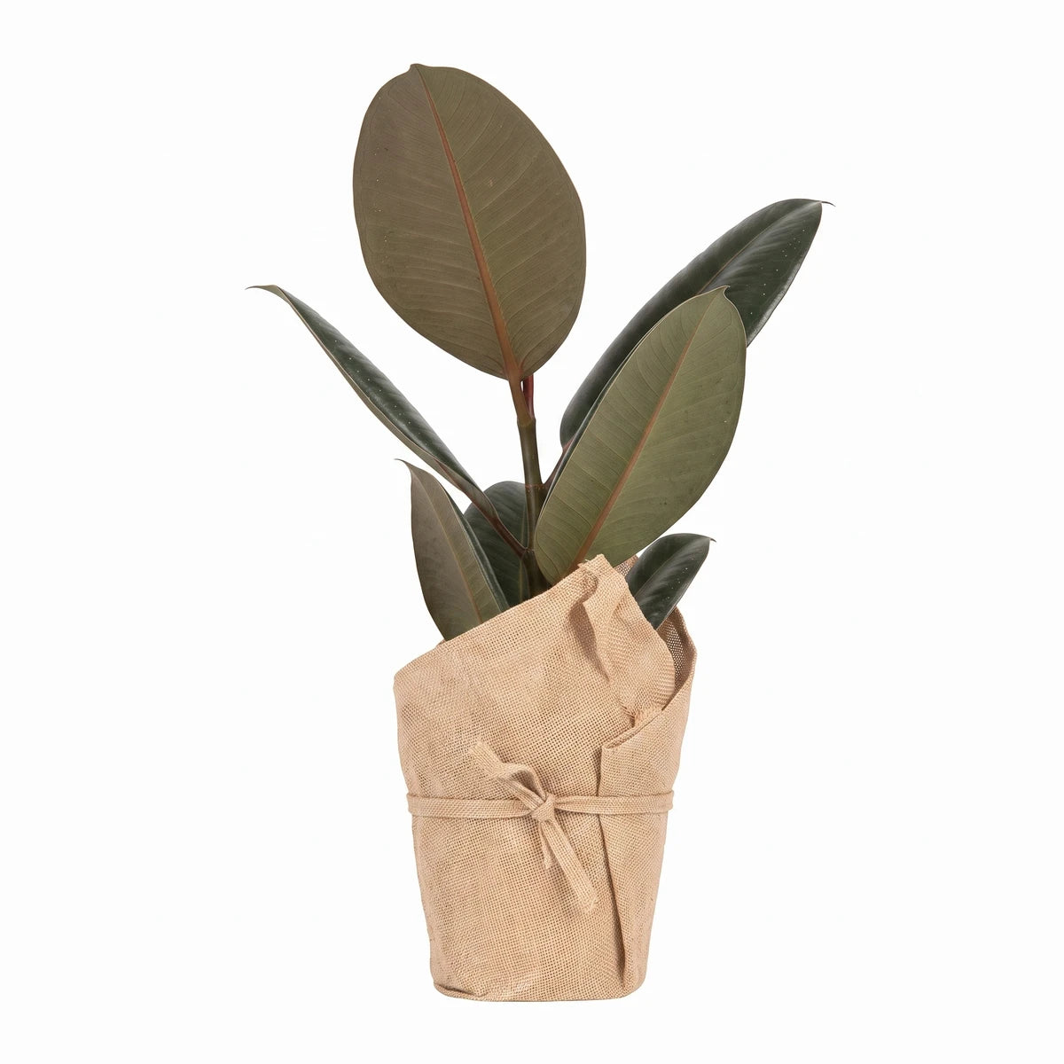 Potted Ficus Lollipop Rijsenhout Standard plant with dark green leaves and a textured brown wrapped pot on a white