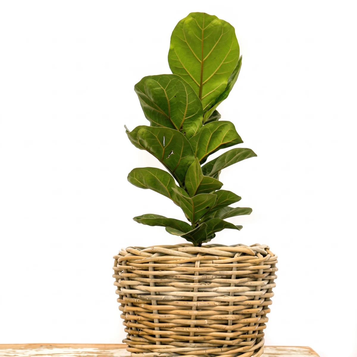 Green Ficus Lyrata Bambino Dwarf Fiddle Leaf Fig plant in a natural woven basket, potted for indoor decor.