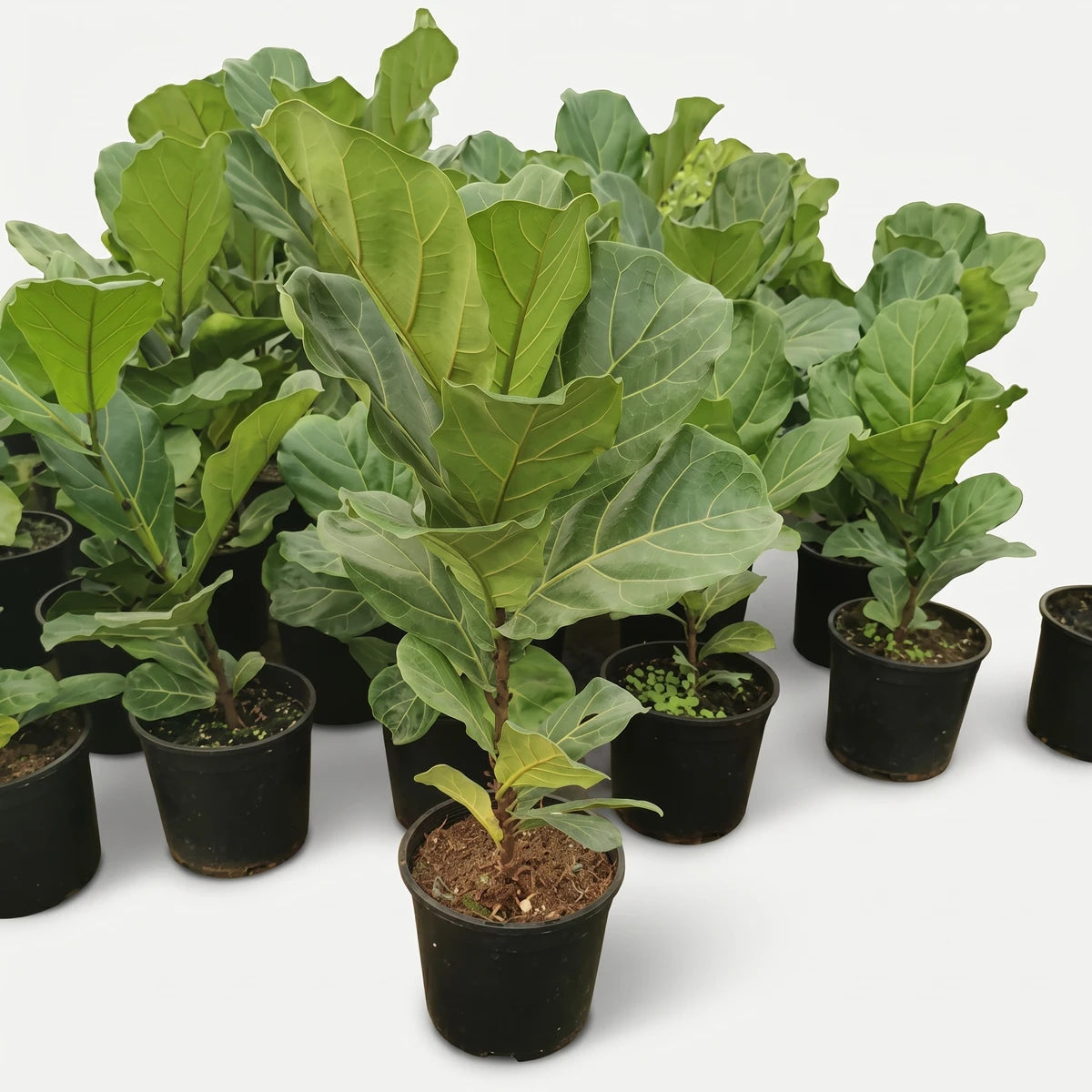 Multiple Ficus Lyrata Fiddle Leaf Fig plants with large green leaves in black pots, growing in a nursery.