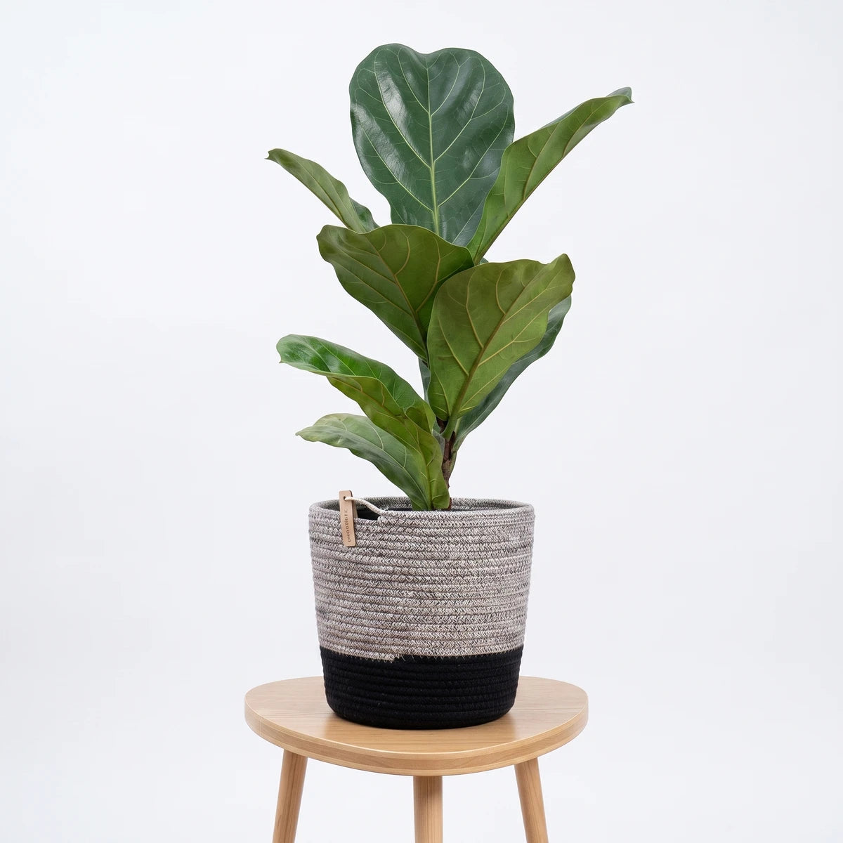A Ficus Lyrata Fiddle Leaf Fig plant with three individual plants and large green leaves, displayed in a two-tone grey and