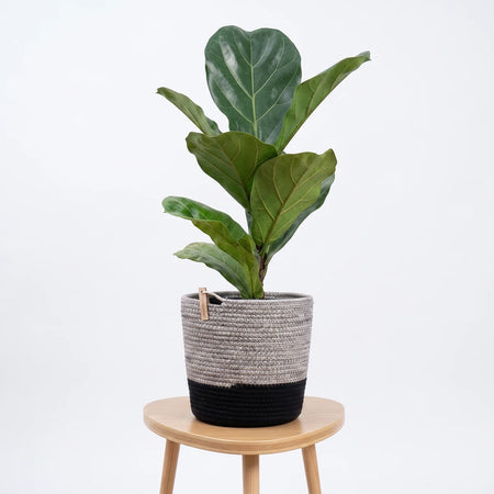 A Ficus Lyrata Fiddle Leaf Fig plant with three individual plants and large green leaves, displayed in a two-tone grey and