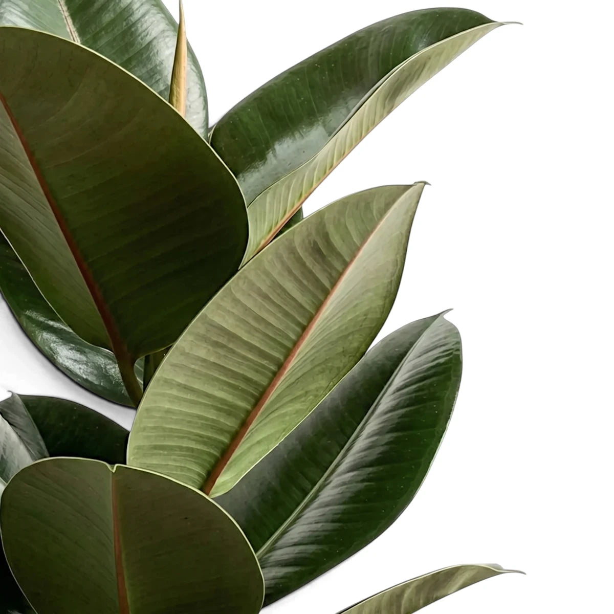 Close-up of a Ficus Robusta Rubber Plant, showcasing its dark green leaves with prominent reddish central veins.