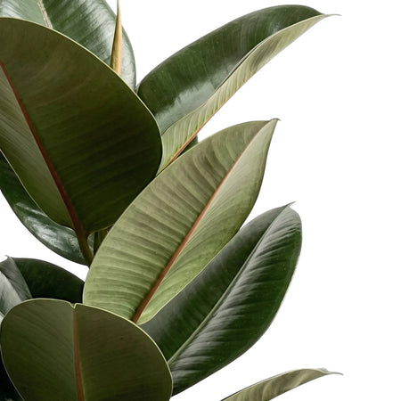 Close-up of a Ficus Robusta Rubber Plant featuring large, dark green leaves with prominent reddish veins.