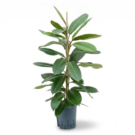 Ficus Tresor plant with vibrant green leaves in a dark grey pot, an elegant choice for indoor decoration.