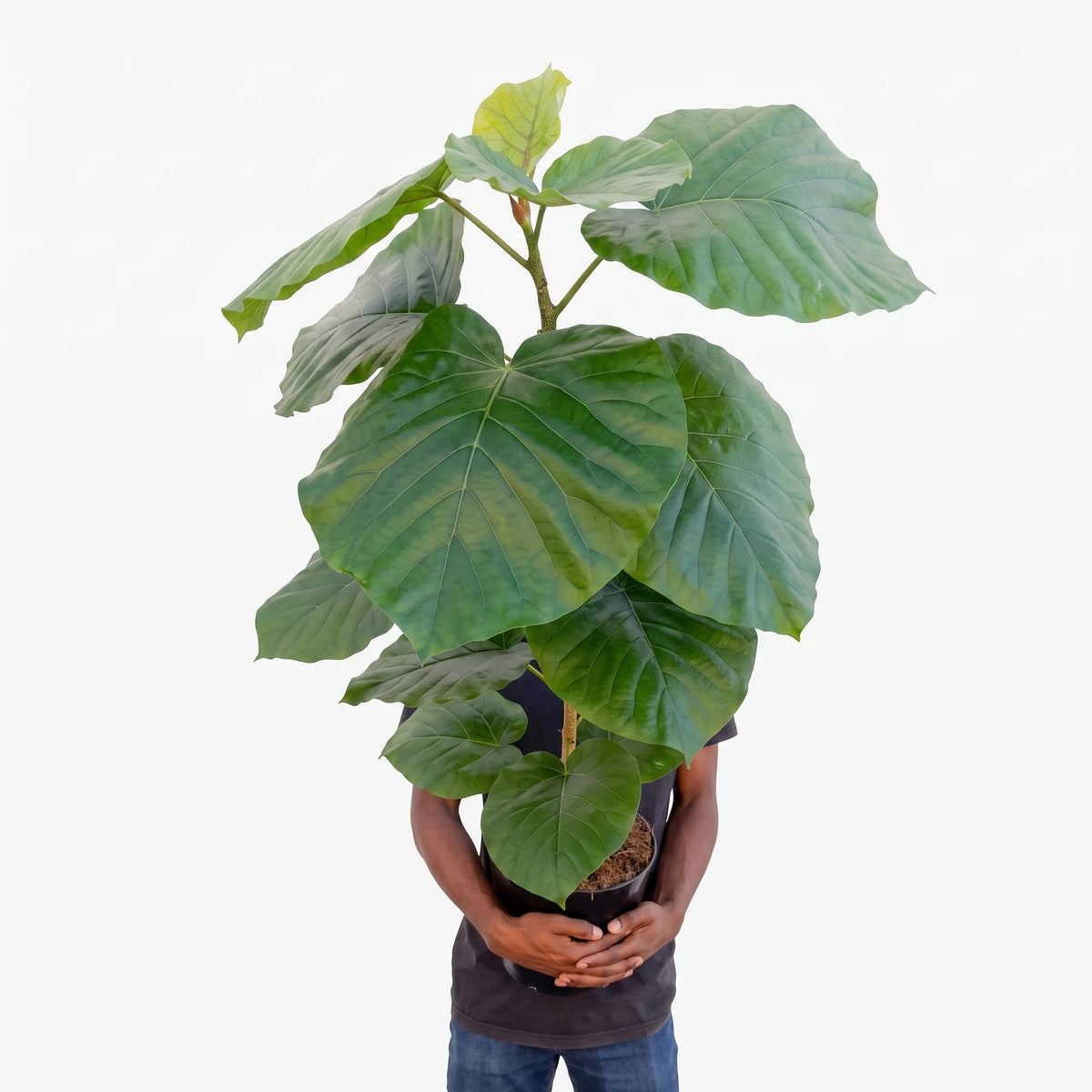 Ficus Umbellata 30cm potted plant with broad green leaves in a terracotta pot, front view