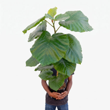 Ficus Umbellata 30cm potted plant with broad green leaves in a terracotta pot, front view