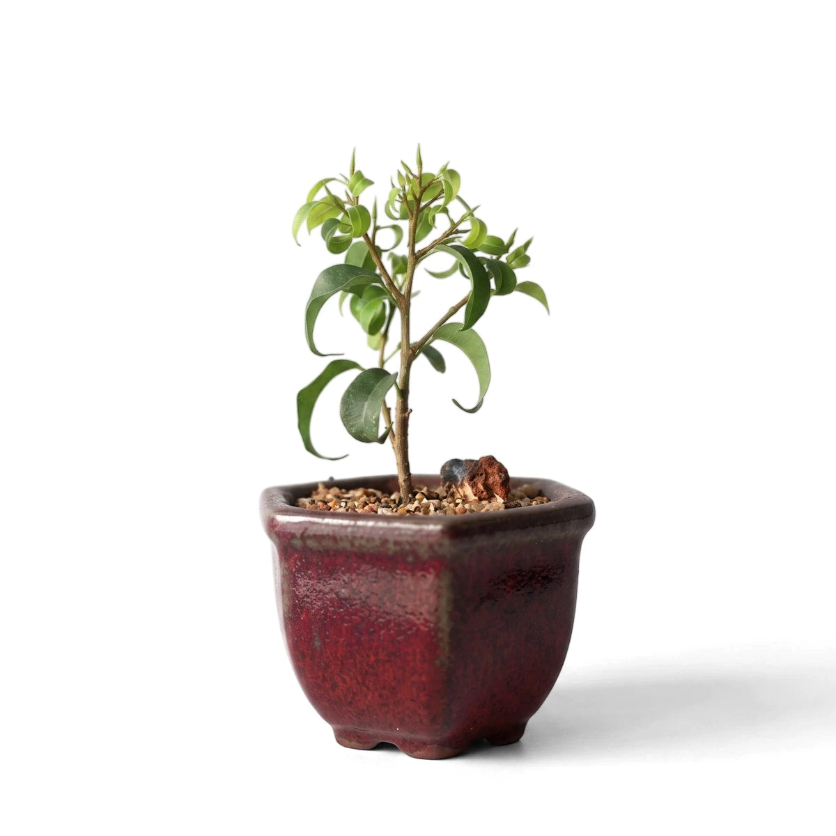 A Ficus Wiandi Bonsai tree with vibrant green leaves in a dark red square ceramic pot.
