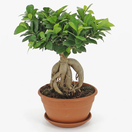 Ficus Wiandi Bonsai tree in a brown terracotta pot with rich green leaves and visible roots, presented on a clean background.