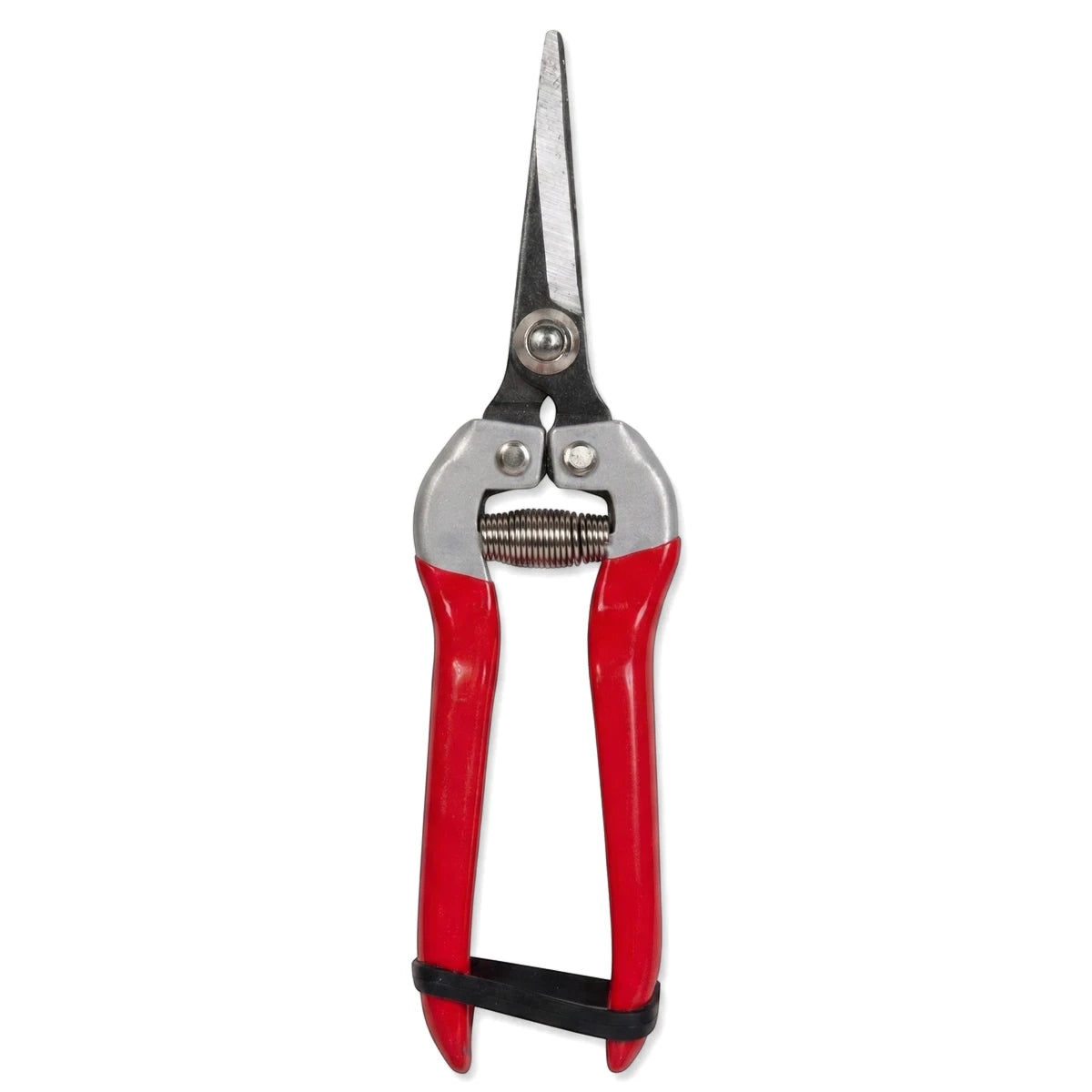 Close-up of closed flower pruning shears with sharp silver blades and ergonomic red handles, secured by a black band, for