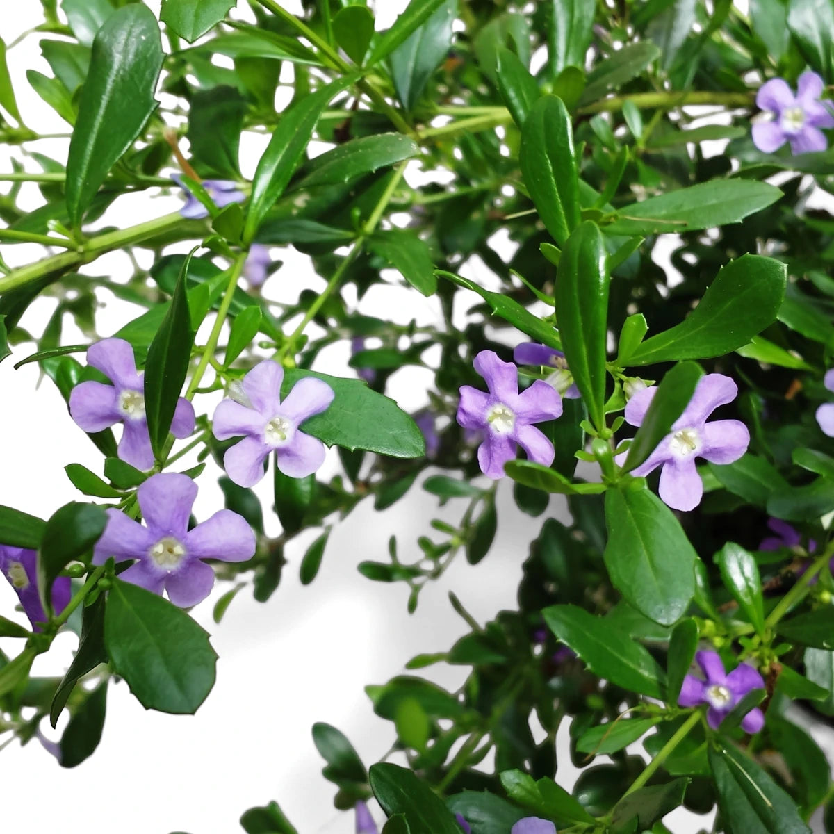 Freylinia Tropicana plant with vibrant purple flowers and lush green leaves, close up view.