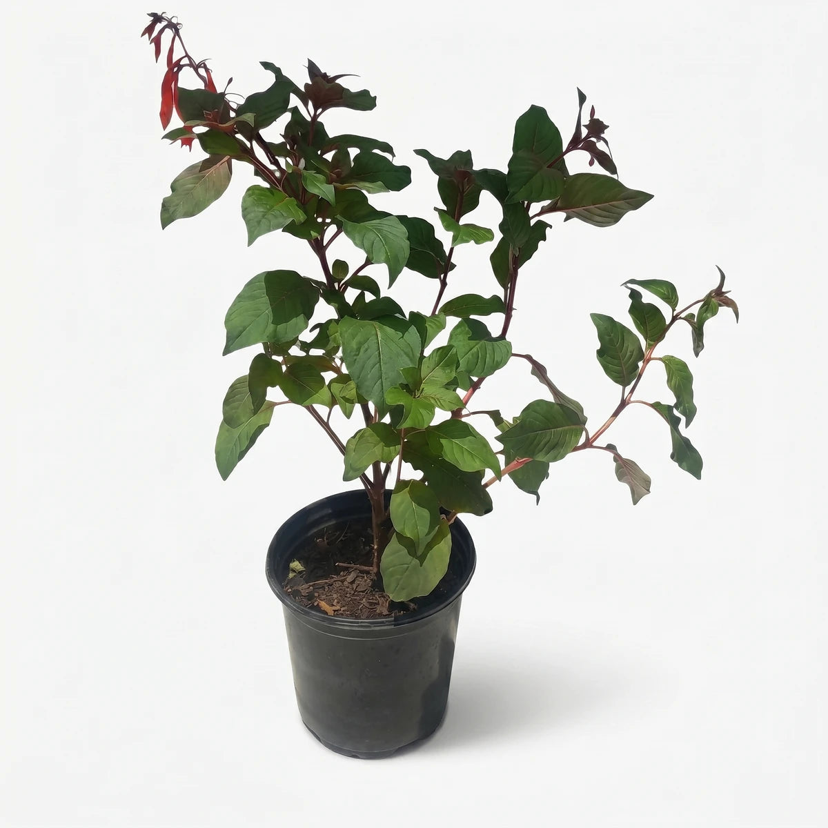 A vibrant potted Fuchsia plant, 17cm, with lush green leaves and slender reddish stems, showcasing delicate red buds.
