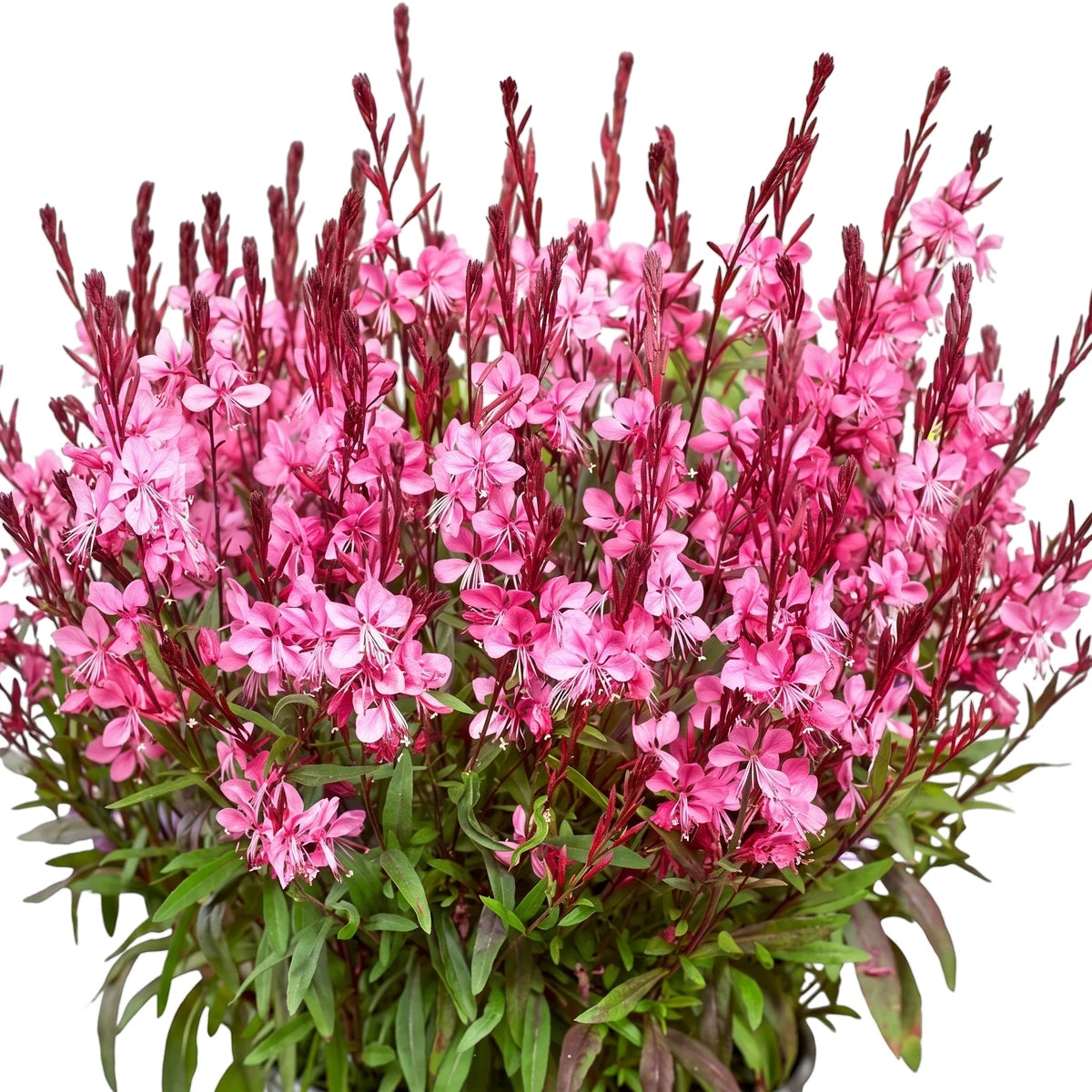 Vibrant Gaura Flamingo Pink Proven Winner plant with numerous delicate pink flowers and lush green foliage, displayed in a