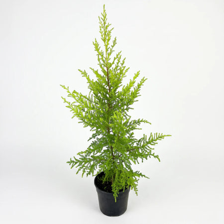 Vibrant green Goldcrest Macrocarpa plant in a black pot, a 14cm potted tree suitable for indoor or outdoor decor.
