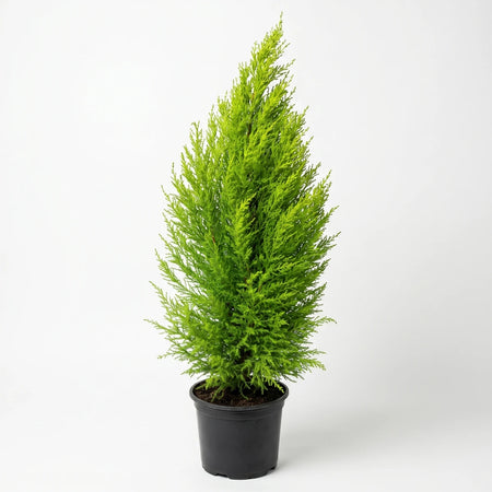 Bright green Goldcrest Macrocarpa plant in a black pot, featuring dense conical foliage, suitable for indoor or outdoor